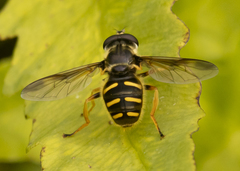 Sericomyia chrysotoxoides image