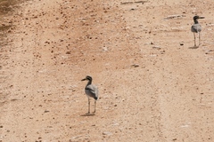 Esacus recurvirostris