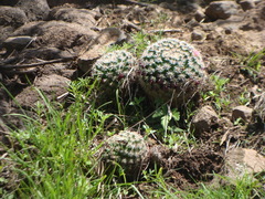 Mammillaria jaliscana jaliscana