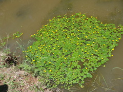 Nymphoides fallax