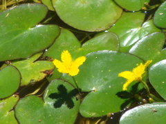 Nymphoides fallax