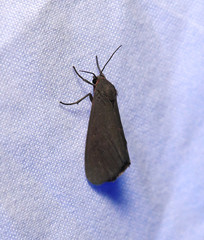 Virbia laeta