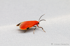 Talara coccinea