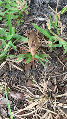 Lea floridensis