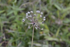 Allium angulosum