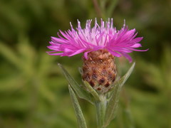 Centaurea × moncktonii