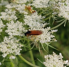 Athalia rosae