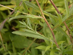 Centaurea × moncktonii