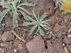 Frasera albomarginata