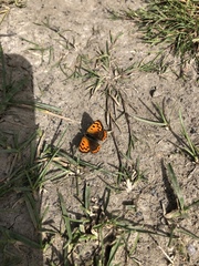 Lycaena phlaeas