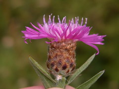 Centaurea × moncktonii