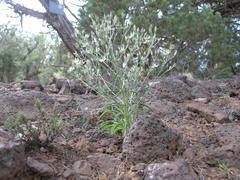 Frasera albomarginata