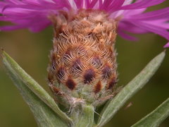 Centaurea × moncktonii