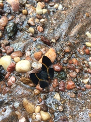 Parcella amarynthina