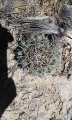 Coryphantha salinensis