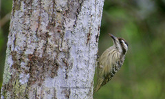Yungipicus moluccensis