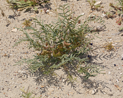 Astragalus geyeri geyeri