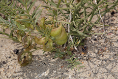 Astragalus geyeri geyeri