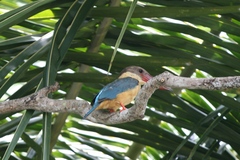 Pelargopsis capensis