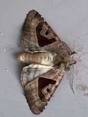 Phlogophora periculosa