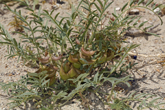 Astragalus geyeri geyeri