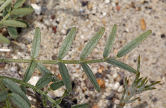 Astragalus geyeri geyeri