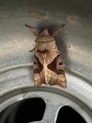 Phlogophora periculosa