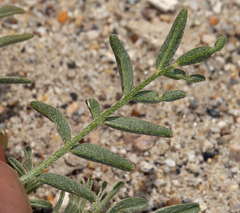 Astragalus geyeri geyeri