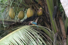 Pelargopsis capensis