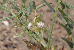 Astragalus geyeri geyeri