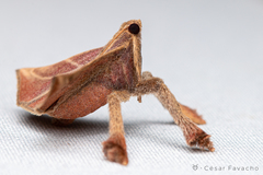 Pachypodistes goeldii