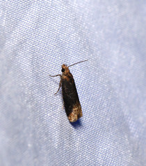 Eucosma ochroterminana