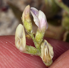 Astragalus geyeri geyeri