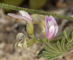 Astragalus geyeri geyeri