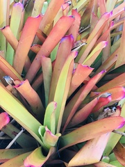 Aechmea blanchetiana