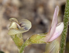 Astragalus geyeri geyeri