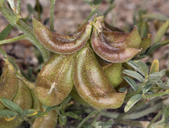 Astragalus geyeri geyeri