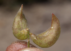 Astragalus geyeri geyeri