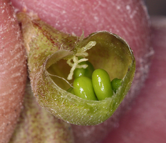 Astragalus geyeri geyeri