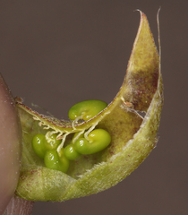 Astragalus geyeri geyeri