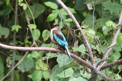 Halcyon smyrnensis