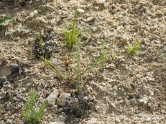 Lysimachia linum-stellatum