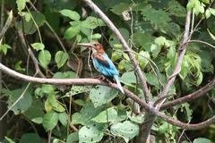 Halcyon smyrnensis