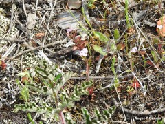 Centranthus calcitrapae