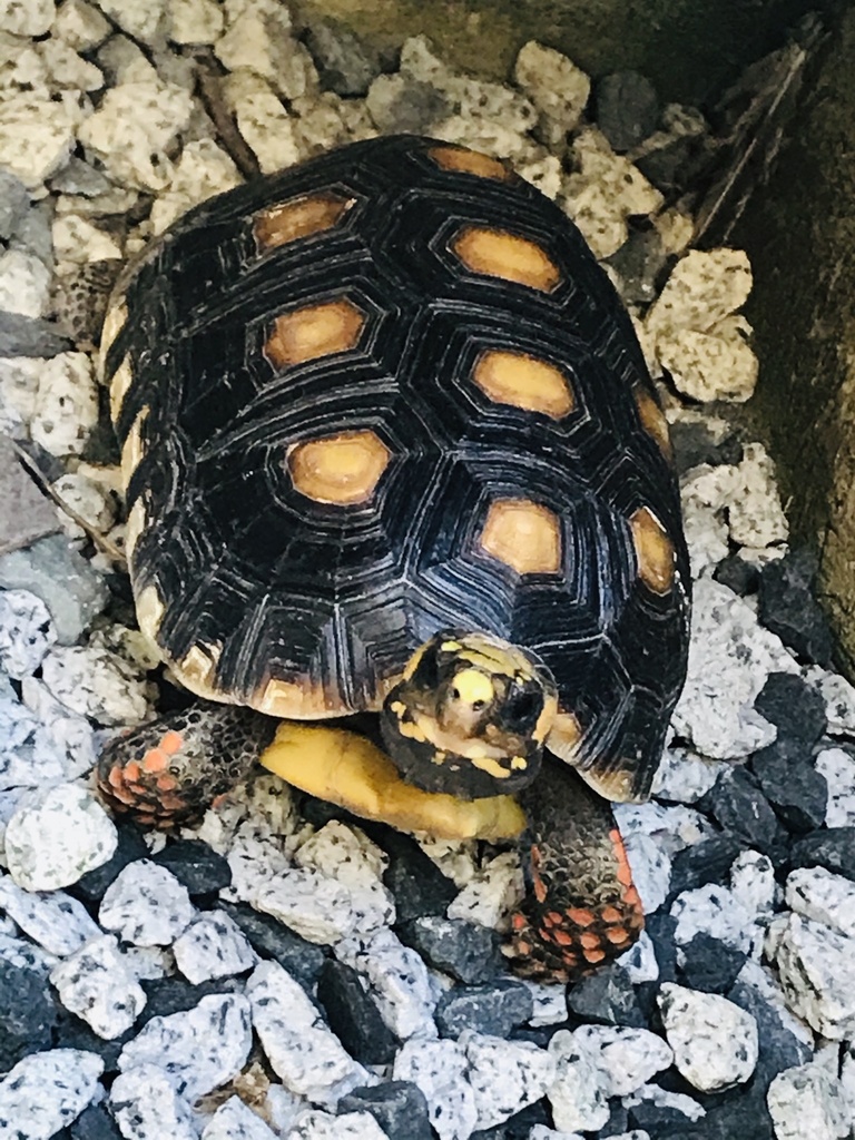 Red-footed Tortoise from Puerto Rico, Humacao, PR, US on July 21, 2020 ...