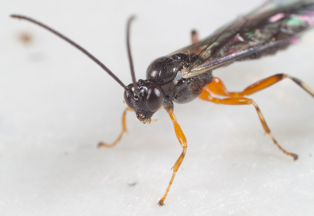Glypta