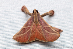 Pachypodistes goeldii