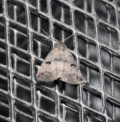 Phalaenostola hanhami