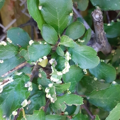 Eriophyes prunispinosae