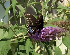 Papilio polyxenes